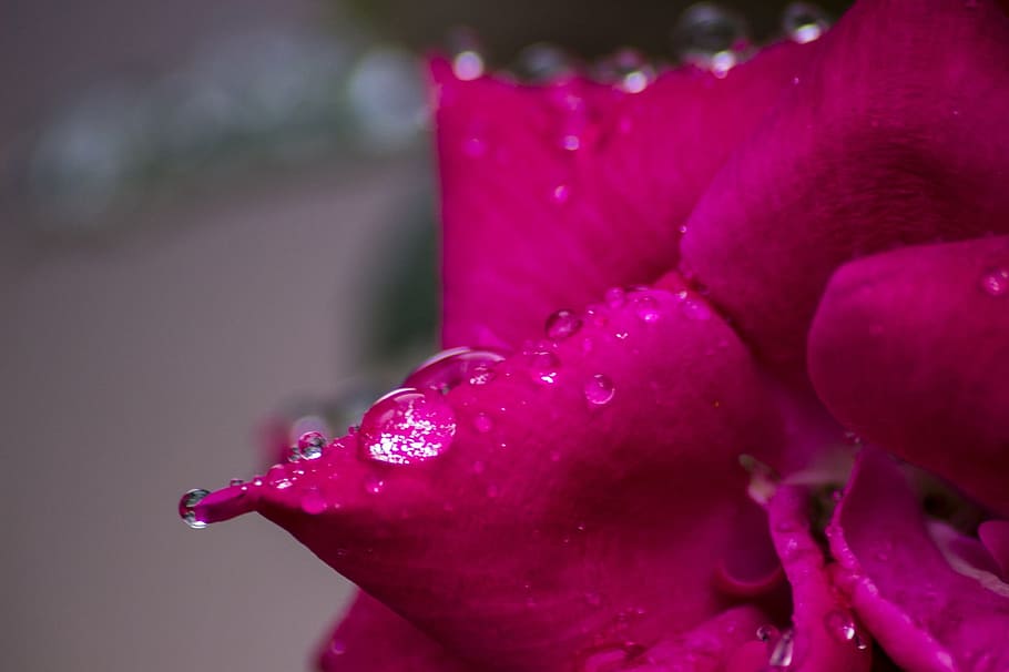 Raindrops, Leaf, Plant, Flower, red, petals, rose, texture, HD wallpaper