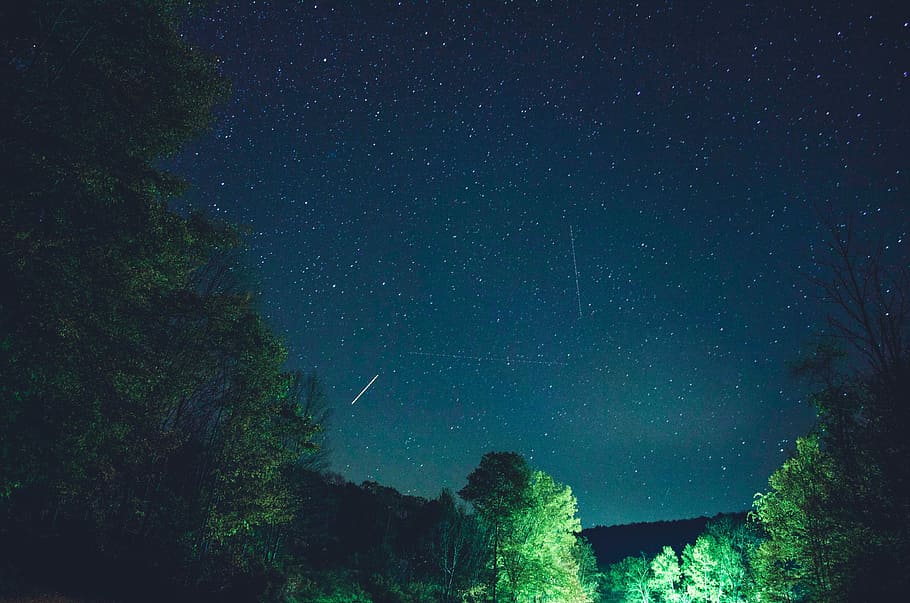 photo of green leafed plants, green trees under starry sky, forest HD wallpaper