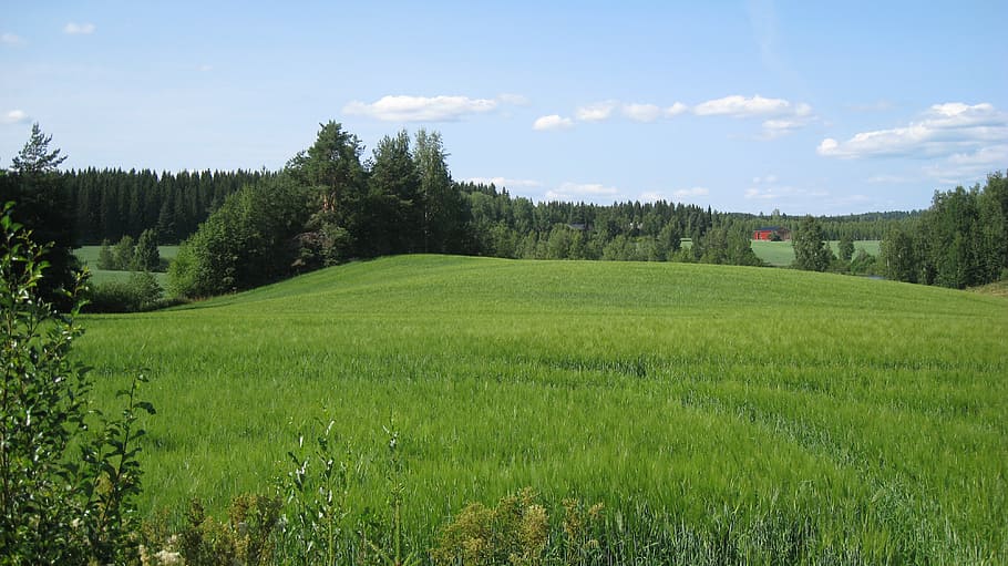 finnish, summer, field, cornfield, green, blue sky, trees, plant HD wallpaper