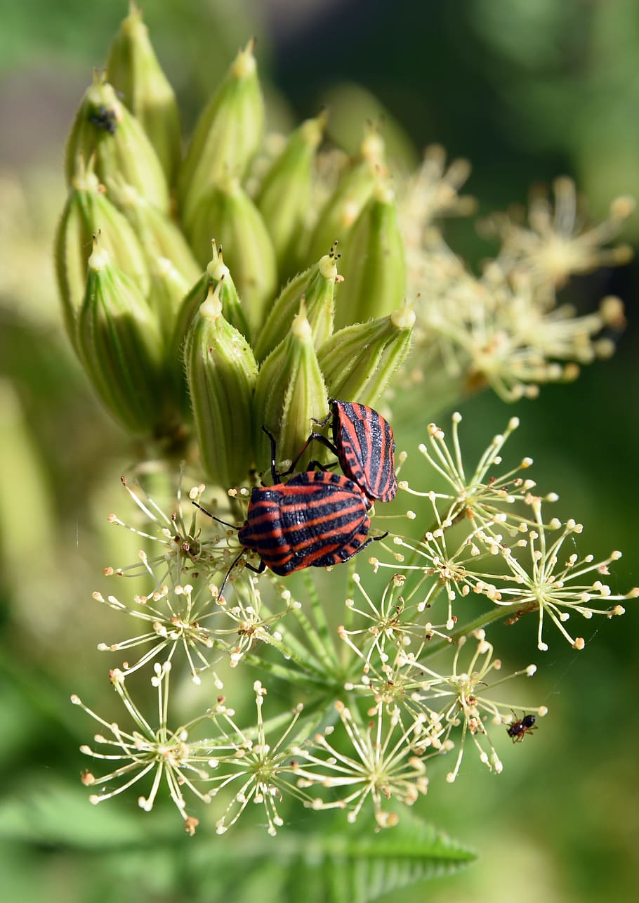 bug harlequin, graphosoma italicum, insect, coupling, reproduction HD wallpaper