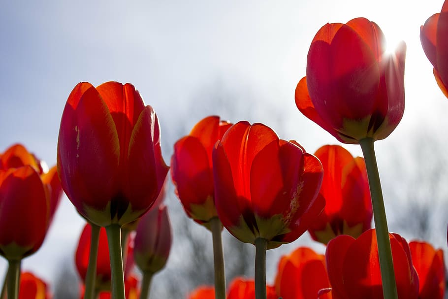tulips, spring, netherlands, tulip fields, flower, flowers HD wallpaper