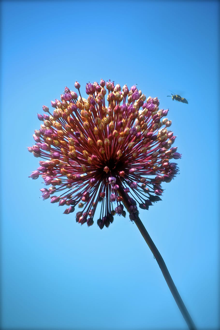 flower, bee, sky, insect, pollen, nature, macro, plant, summer HD wallpaper