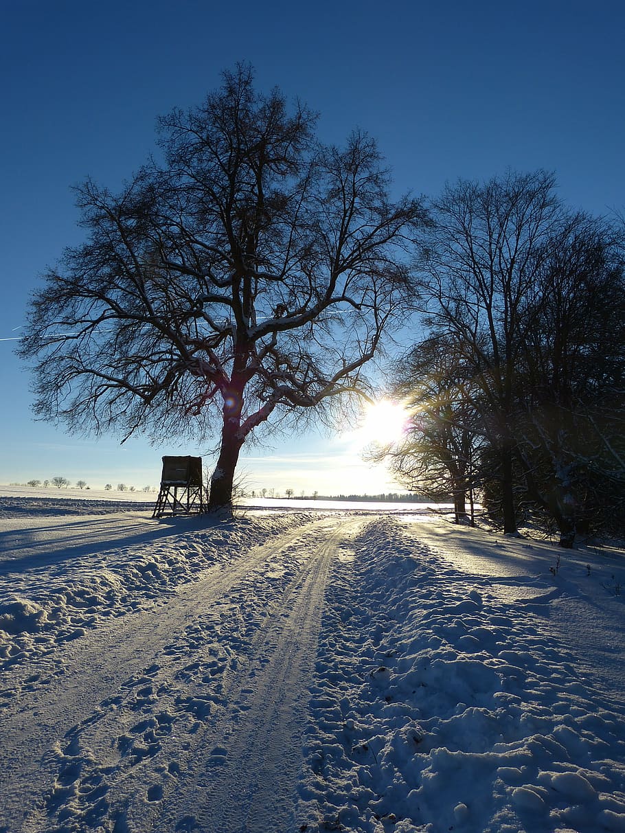 wintry, tree, away, evening, abendstimmung, traces, snow landscape HD wallpaper