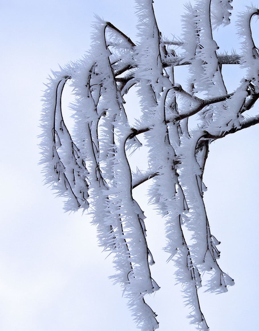 ice, branch, cold, frozen, nature, aesthetic, eiskristalle HD wallpaper