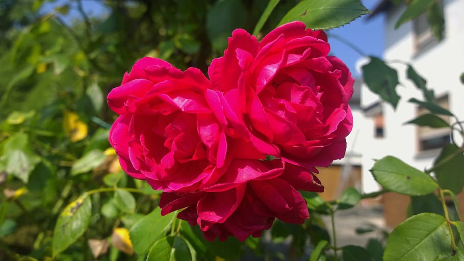 rose, garden, flower, red, front yard, nature, blossom, bloom HD wallpaper