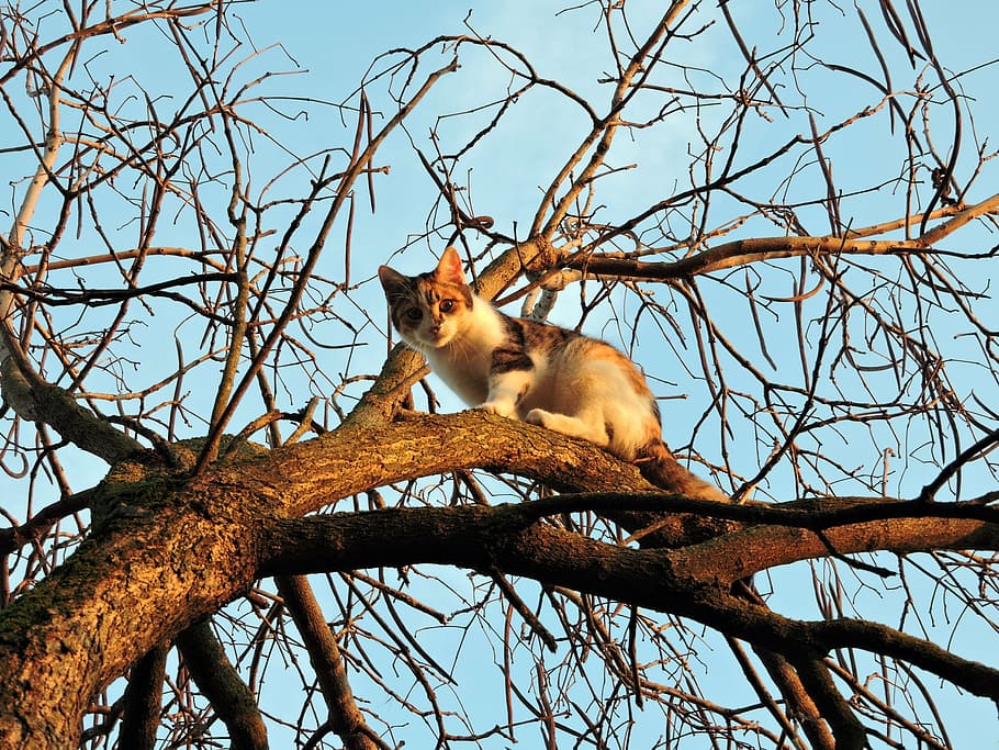 cat, tree, branch, animal, feline, climbing, winter, sky, mammal HD wallpaper