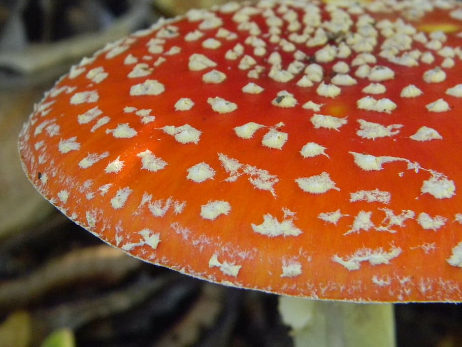 autumn, mushrooms, dotty, fungus, nature, poisonous, forest HD wallpaper