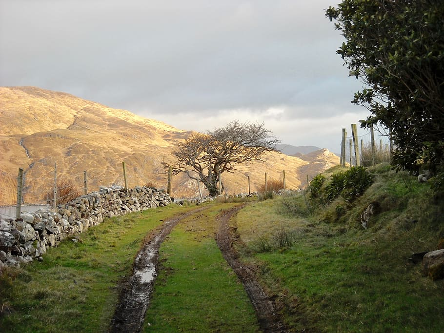 Path, Landscape, Tracks, Tree, Nature, travel, ireland, scenic HD wallpaper