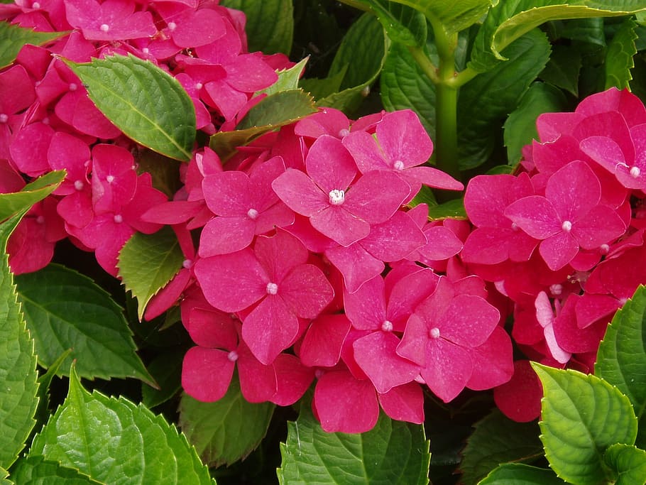 Hydrangea, Flower, Blossom, Bloom, red, ornamental shrub, garden plant HD wallpaper