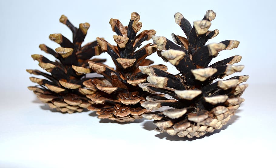 Cones, Background, Nature, Pine, Tree, macro, pine Cone, christmas HD wallpaper