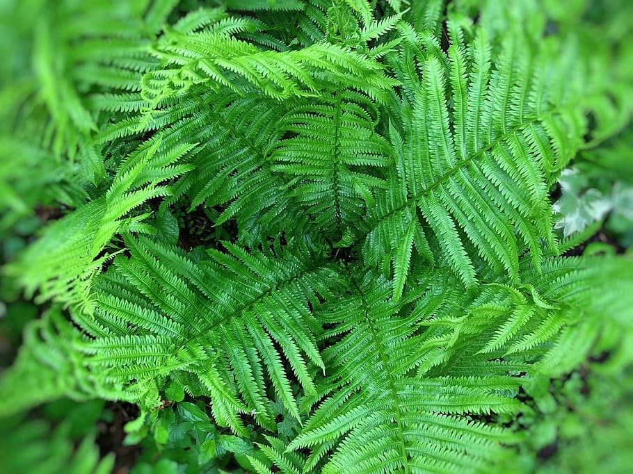 Ferns, Green, Spring, Natural, Foliage, fresh, nature, green color HD wallpaper