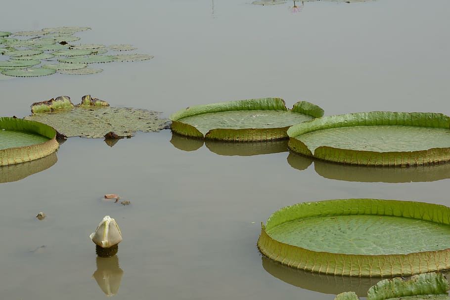 wanglian, green, nansha, nature, water Lily, pond, lake, green color HD wallpaper