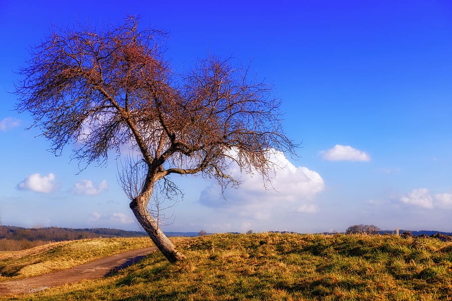 withered tree, kahl, bent, kink, askew, landscape, nature, autumn HD wallpaper