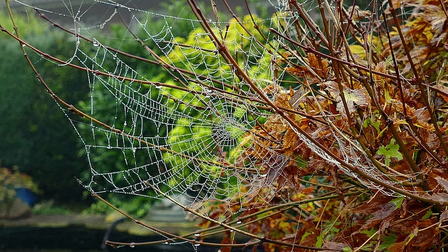cobweb, autumn, network, dew, morgentau, spider web, nature HD wallpaper