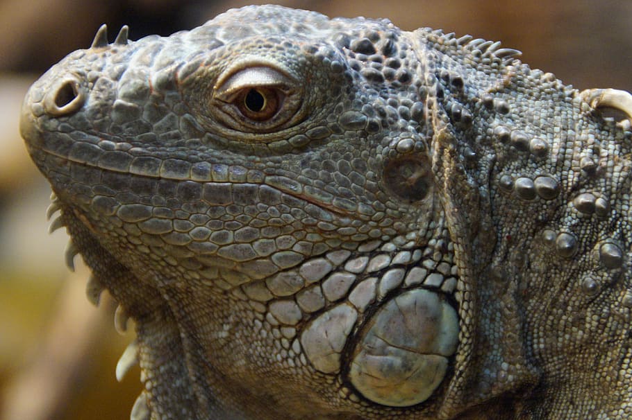 iguana, face, portrait, head, reptile, dragon, profile, eye HD wallpaper