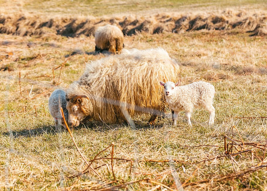 flock of sheep on grass at daytime, brown sheep on green grass during daytime HD wallpaper