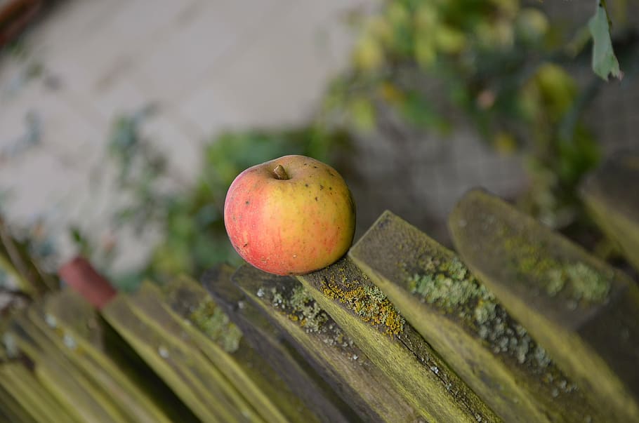 apple, windfall, fence, october, autumn, healthy eating, food and drink HD wallpaper