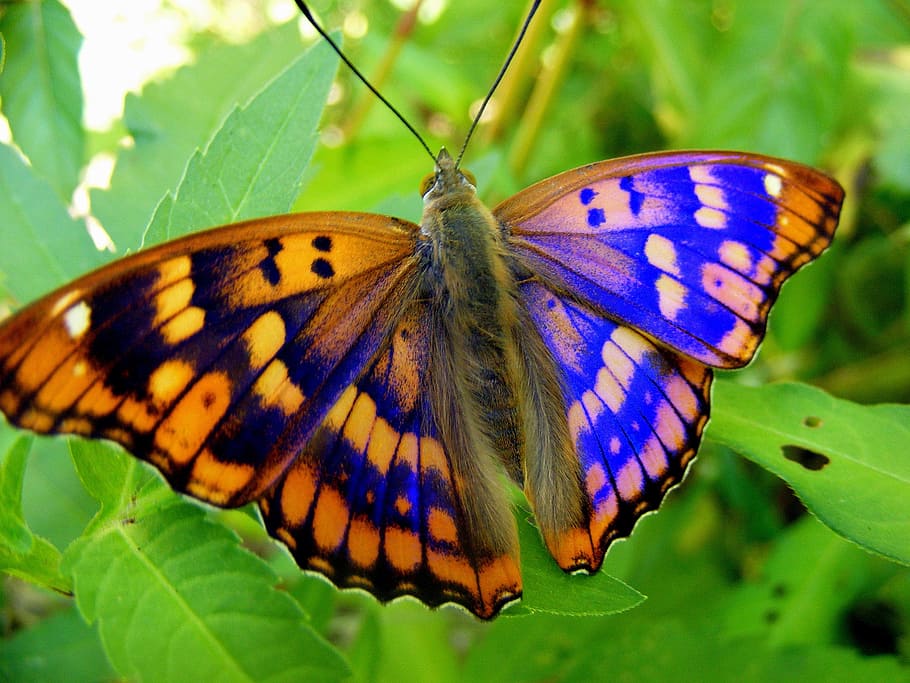 selective focus photography of brown and black butterfly perched on green leaf plant HD wallpaper