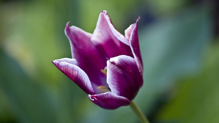 Flower, Bloom, Tulip, Spring, summer, nature, macro, floral HD wallpaper