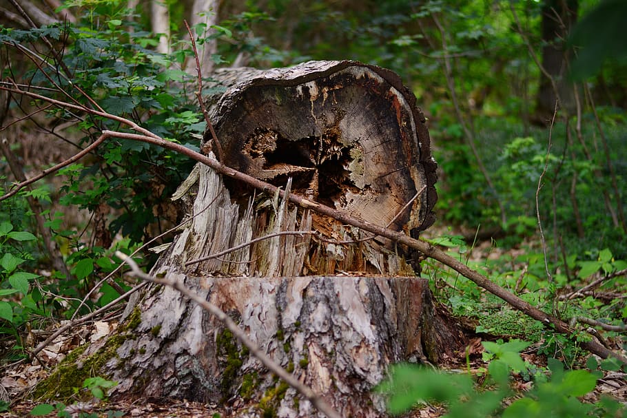 cut down tree, Storm Damage, tree damage, favor, destruction HD wallpaper