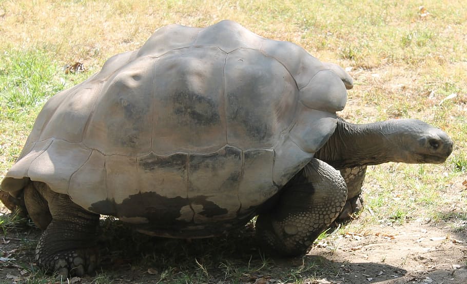 Turtle, Tortoise, Animal, Reptile, nature, shell, wildlife HD wallpaper