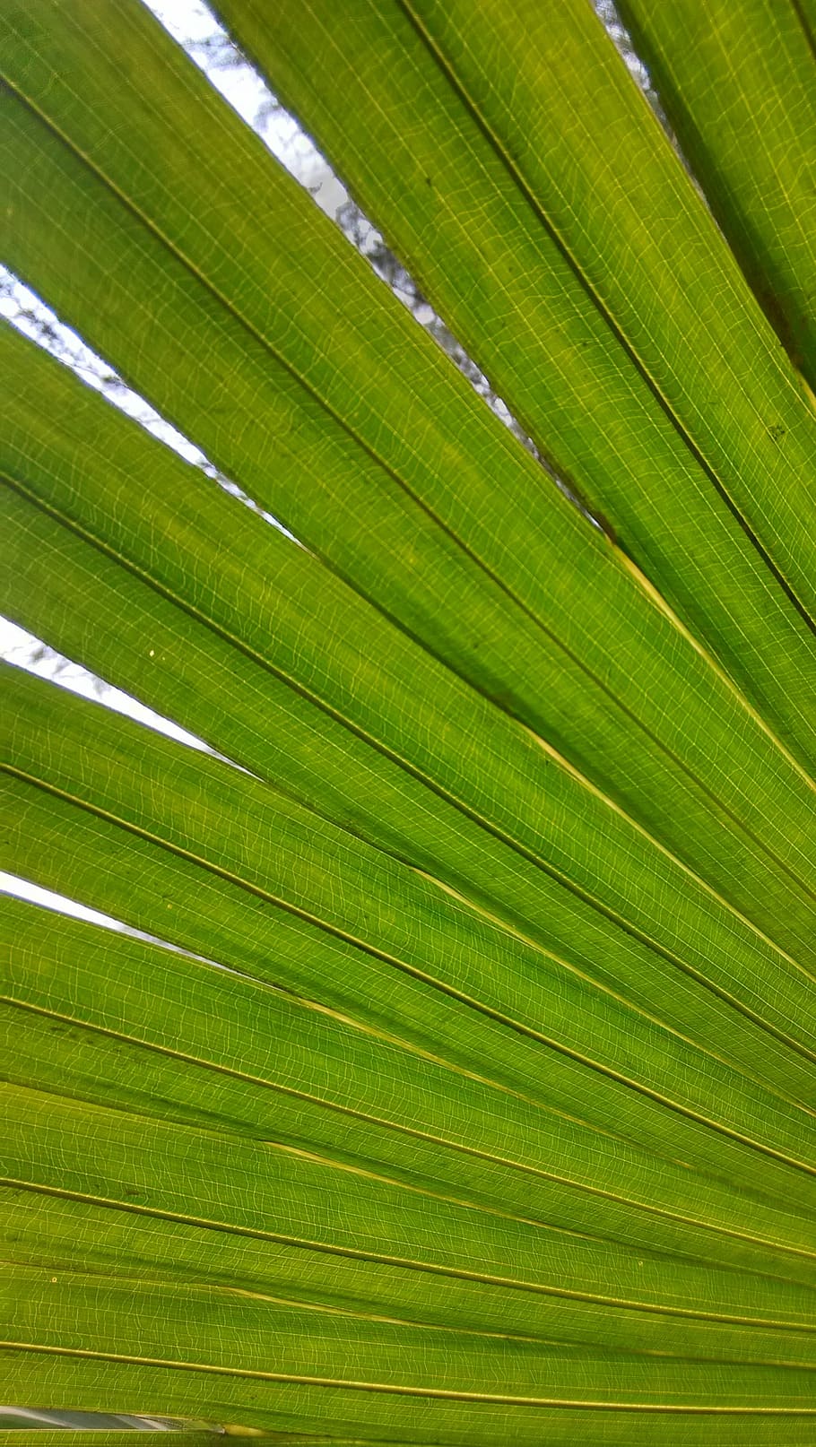 Leaf, Close-Up, Partial, backgrounds, palm leaf, nature, frond HD wallpaper