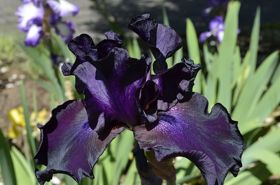iris, flower, violet, purple, floral, plant, close-up, petal HD wallpaper