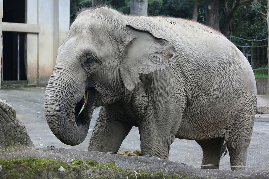 pet, elephants, zoo, animal, wildlife, mammal, nature, large HD wallpaper