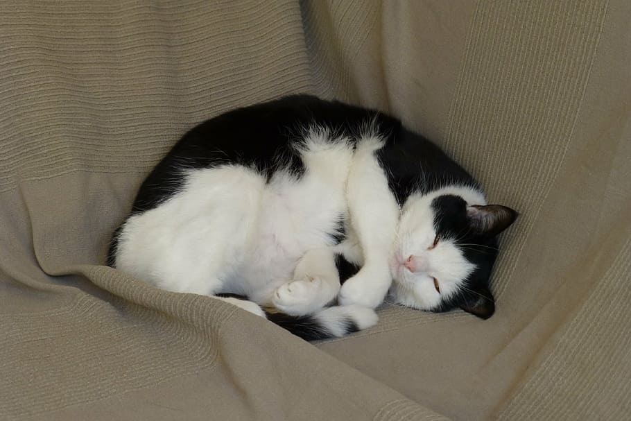 cats, sleep, pet, pets, domestic, domestic cat, domestic animals HD wallpaper