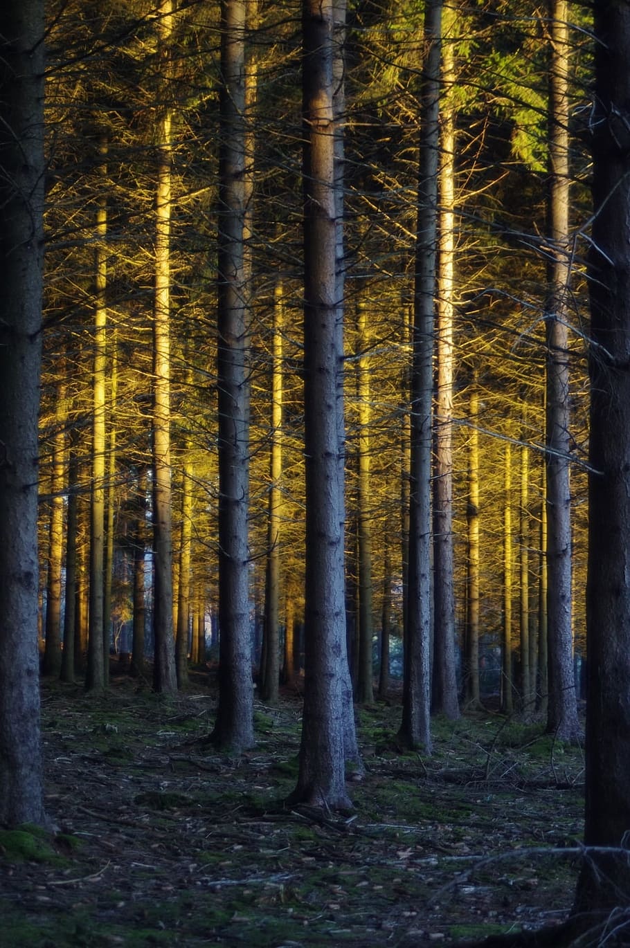 Sunlight, Magic, Gold, Tree, trees, organic, agriculture, outdoors HD wallpaper