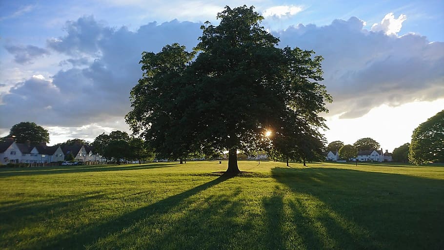 Tree, Grass, Green, Landscape, Nature, meadow, view, shadow HD wallpaper