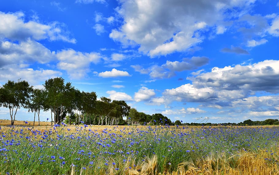 Field, Trees, Cornflowers, Summer, sky, landscape, nature, cloud - sky HD wallpaper