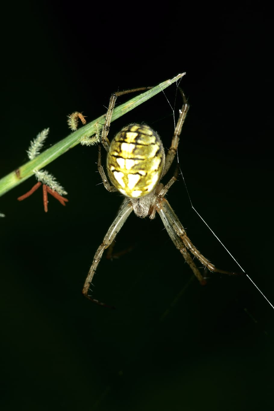 spider, spider web, insects, night, invertebrate, one animal HD wallpaper