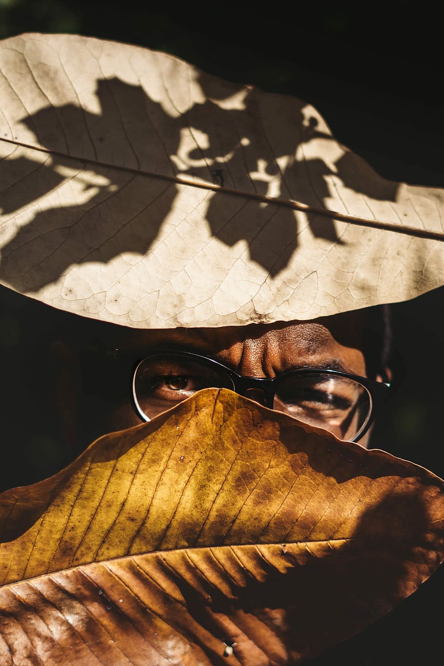 person wearing eyeglasses between brown leaves, macro photography of dried leaves HD wallpaper