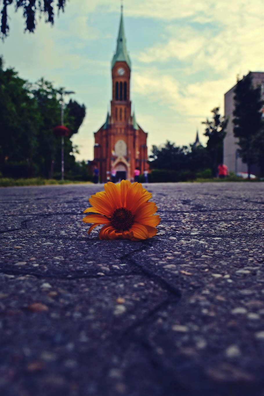 church, flower, square, flowering plant, architecture, nature HD wallpaper