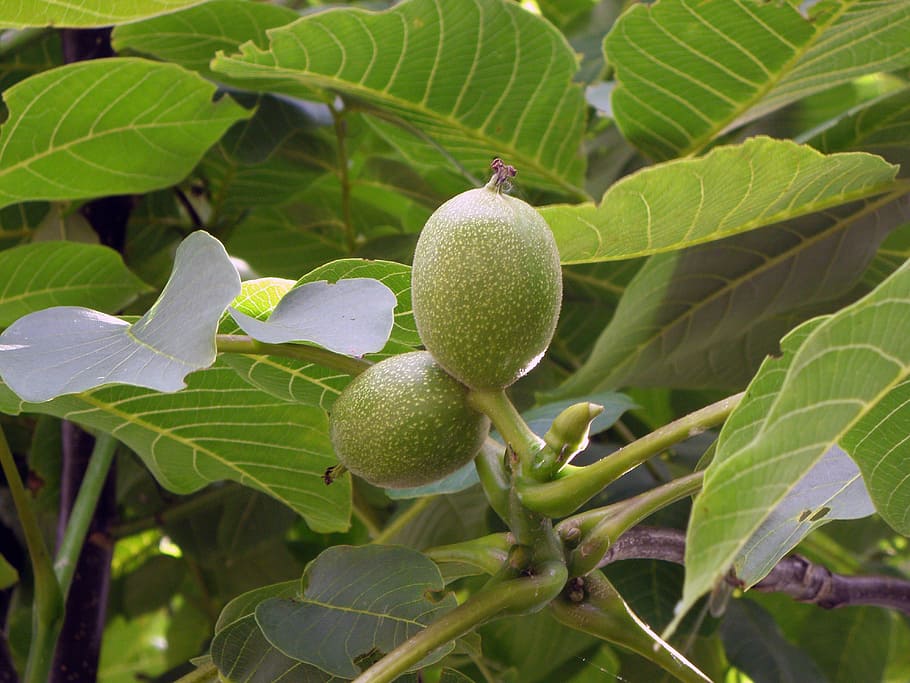 walnut, cap, walnut tree, fruit, nature, food, leaf, agriculture HD wallpaper
