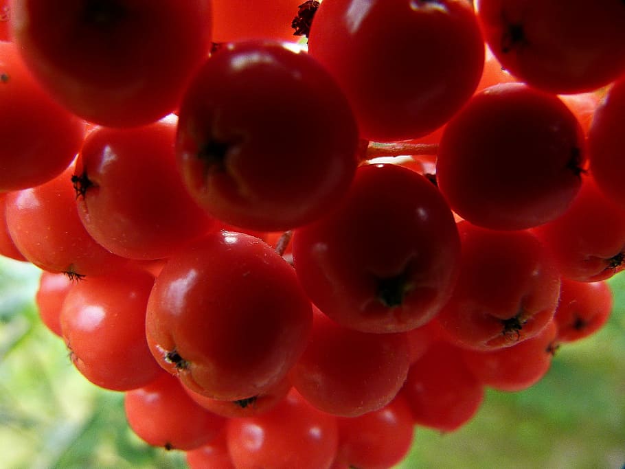 Rowan, Berries, Plant, Tree, Bush, Fruit, nature, fall, autumn HD wallpaper