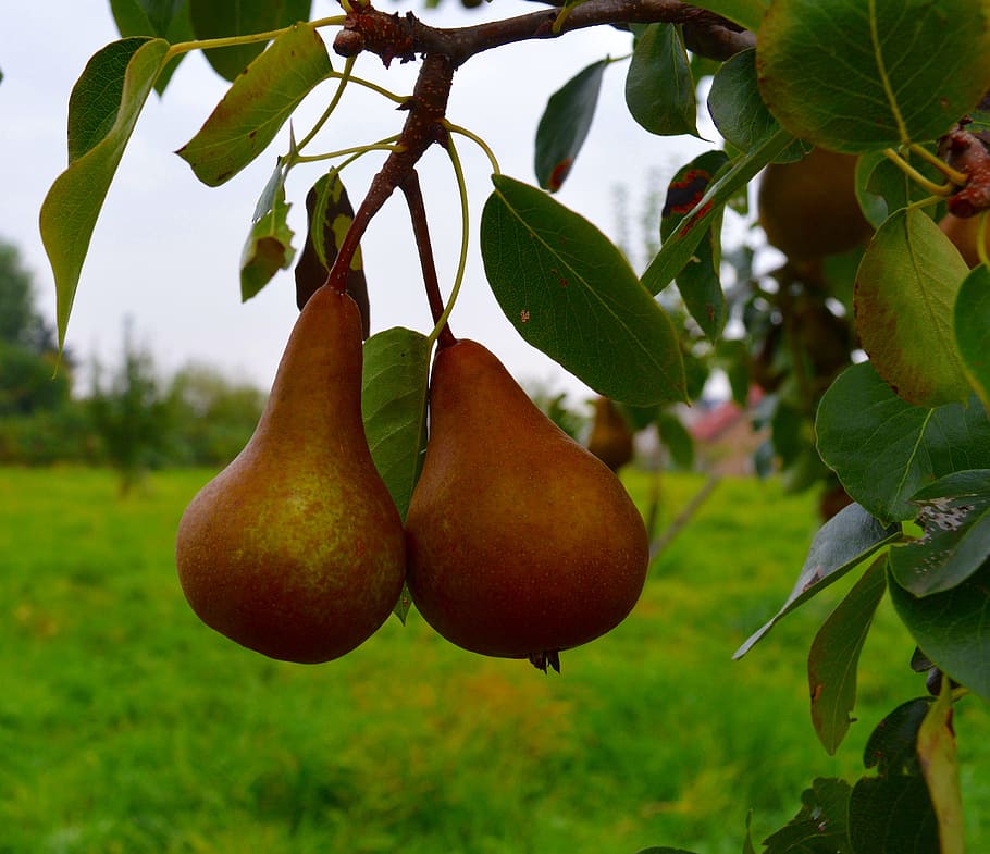 Pears, Fruit, Compote, Ripe, Sweet, pear compote, delicious HD wallpaper