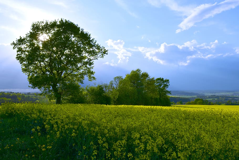 landscape, tree, sunlight, plant, beauty in nature, sky, growth HD wallpaper