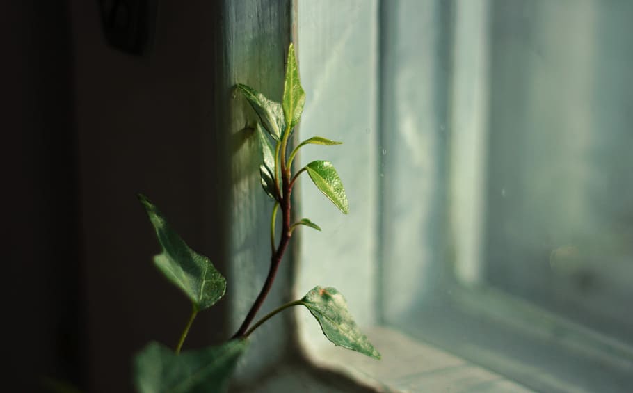 green leaf plant, green leafed plant near window, sunlight, shadow HD wallpaper