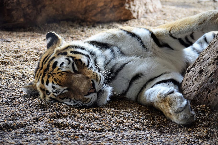 brown and white tiger lying on sand near stone, sleeping, playful HD wallpaper