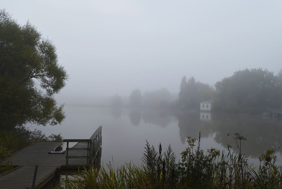 aura river, fog, turku, finland, tree, plant, water, beauty in nature, HD wallpaper