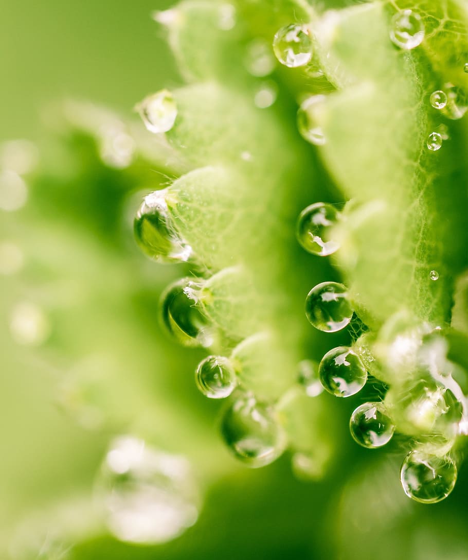 Macro, Drip, Leaf, Drop Of Water, nature, green Color, freshness HD wallpaper
