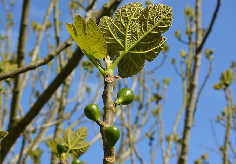 fig tree, figs, green leaves, foliage, edible, plant, growth, HD wallpaper