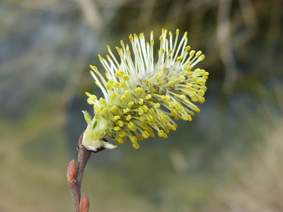 flower, tree, seeds, outbreak, spring, nature, new life, focus on foreground HD wallpaper