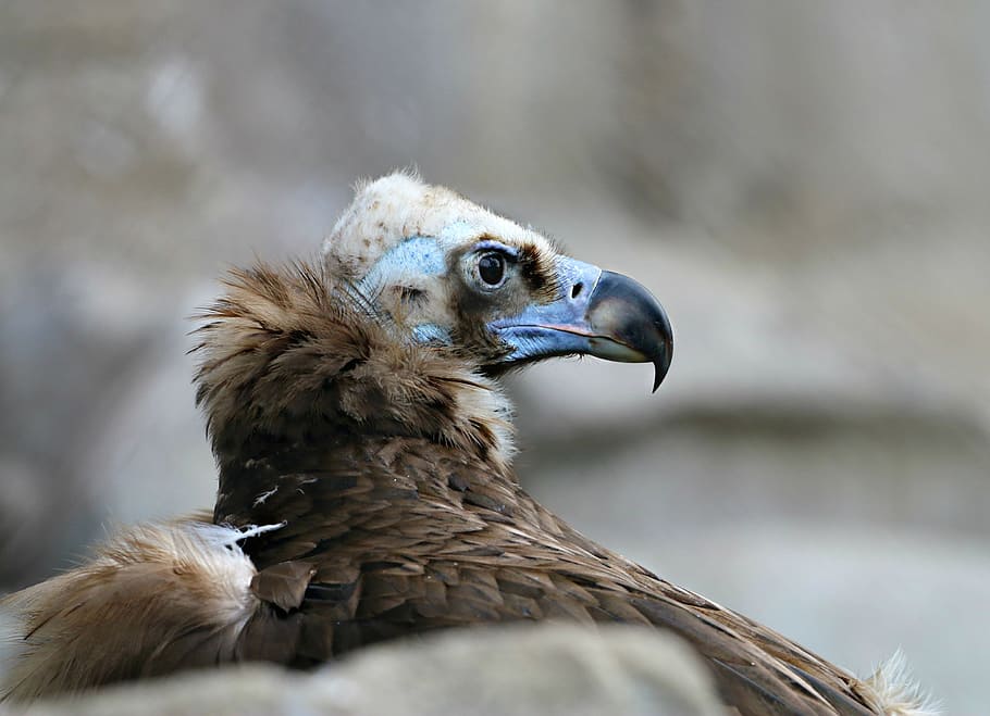 closeup photo of brown condor, vulture, bird, scavenger, orderly, HD wallpaper