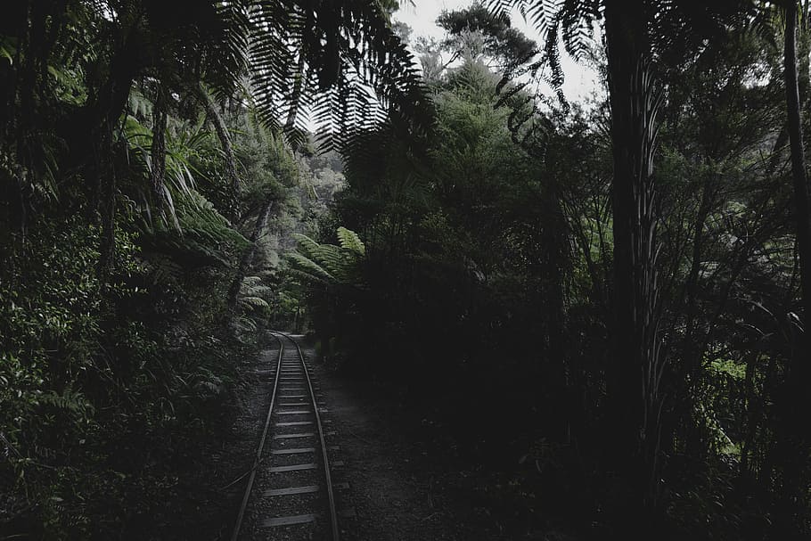 photo of railroad toward the forest, railway between trees, track HD wallpaper
