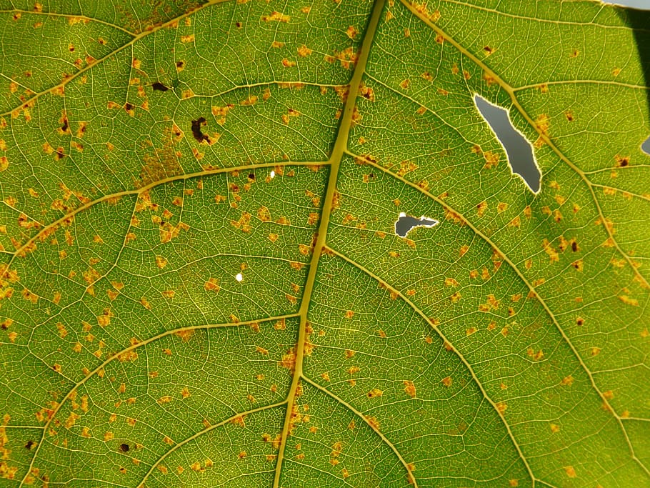 Leaf, Light, Shine, Veins, shine through, leaf veins, poplar HD wallpaper