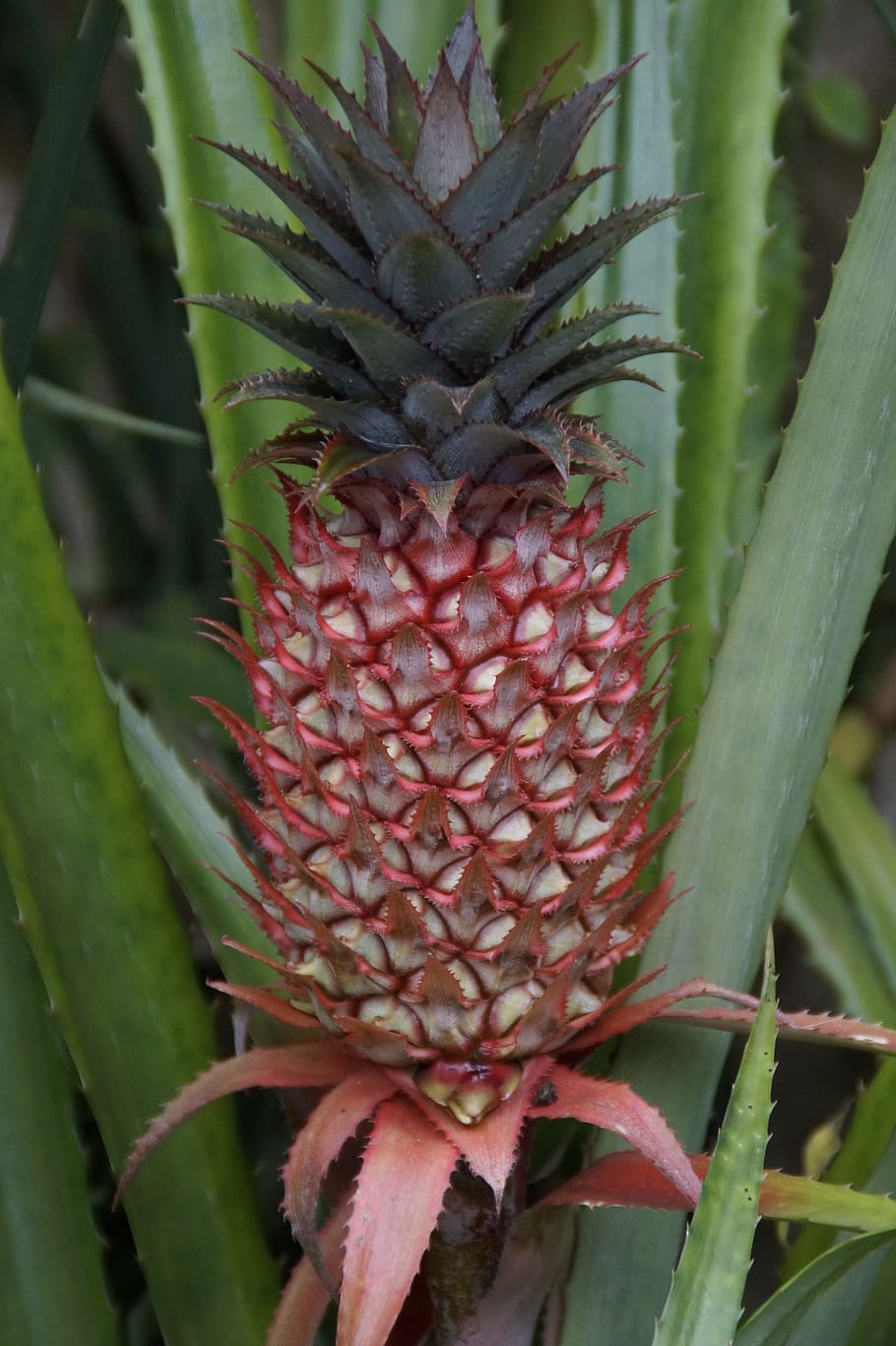 Pineapple, Greenhouse, Tropics, pineapple greenhouse, flora, HD wallpaper