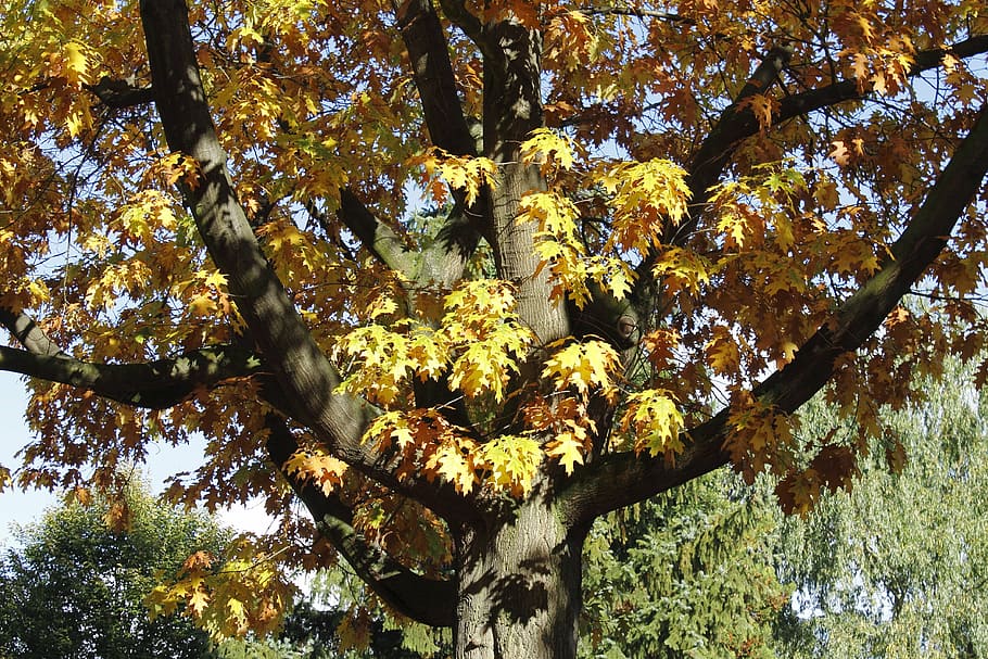 tree, leaves, autumn, october, time of year, leaf, nature, yellow HD wallpaper